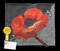 Coquelicot